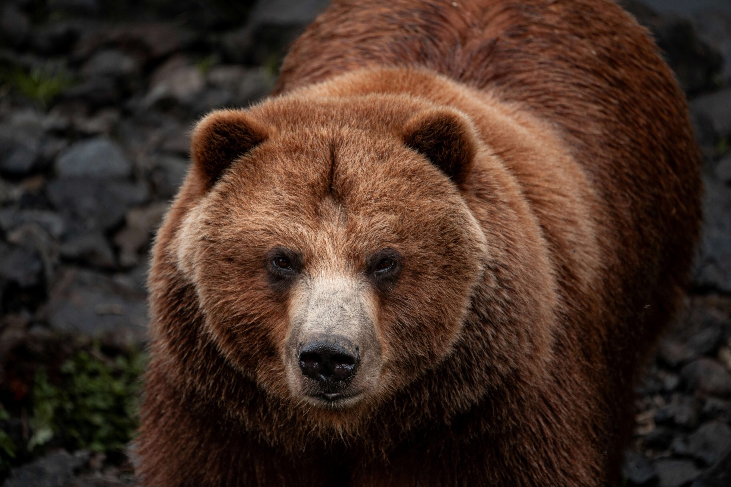 Bear
